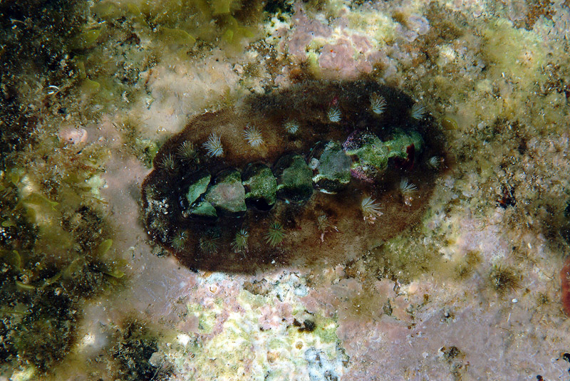 Acanthochitona fascicularis